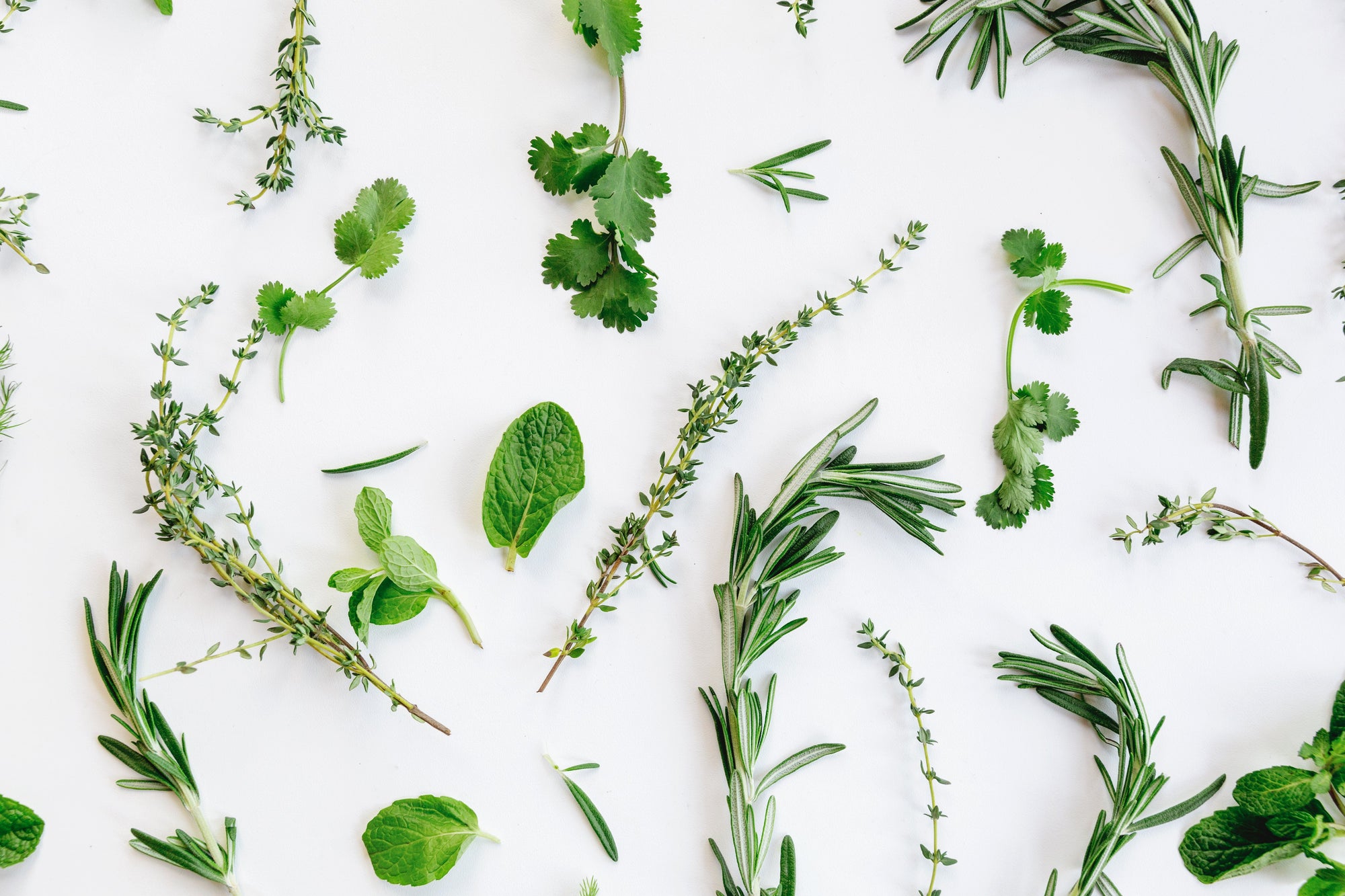 How to grow an indoor garden (and keep it alive!)