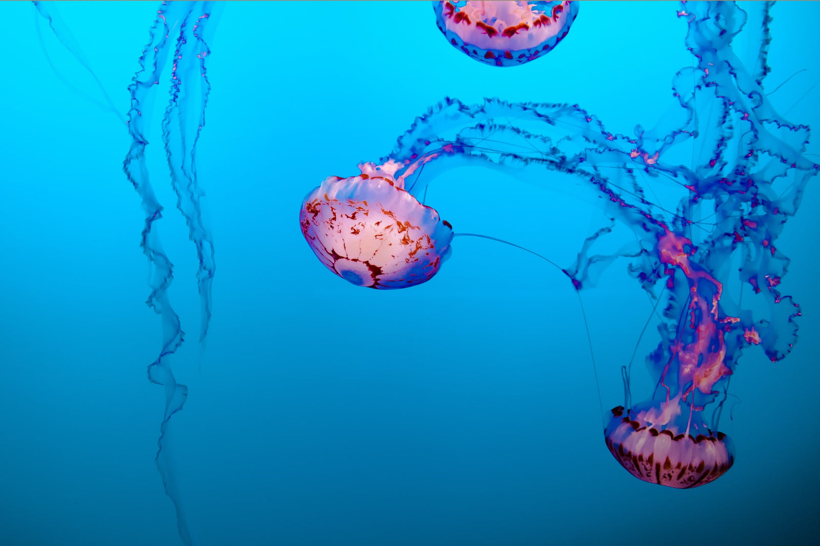 Jellyfishes swimming in the blue ocean